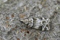 Closeup on a small European moth, Pied Grey, Eudonia delunella sitting on wood