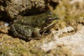 Closeup on a small European pool frog, Pelophylax lessonae, hiding among the stones Royalty Free Stock Photo