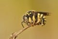 Closeup on a small European rotund resin bee, Anthidiellum strigatum curled on a twig