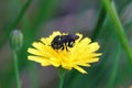 Closeup on a small European rotund resin bee, Anthidiellum strigatum, drinking nectar form a yellow flower