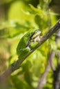 Closeup of a small European tree frog Hyla arborea or Rana arborea heating up in the sun Royalty Free Stock Photo