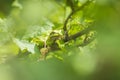 Closeup of a small European tree frog Hyla arborea or Rana arborea heating up in the sun Royalty Free Stock Photo