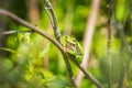 Closeup of a small European tree frog Hyla arborea or Rana arborea heating up in the sun Royalty Free Stock Photo