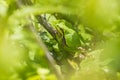 Closeup of a small European tree frog Hyla arborea or Rana arborea heating up in the sun Royalty Free Stock Photo