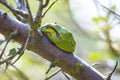 Closeup of a small European tree frog Hyla arborea or Rana arborea heating up in the sun Royalty Free Stock Photo