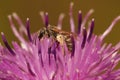 Closeup of a small, female bronze furrow bee, Halictus tumulorum