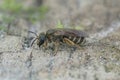 Closeup on a small female Bronze furrow bee, Halictus tumulorum sitting on wood