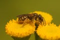 Closeup on a small female Common bronze furrow bee, Halictus tumulorum sitting on yellow Tansy flowers Royalty Free Stock Photo