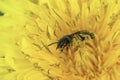 Closeup on a small female furrow bee, Lasioglossum in a yellow dandelion flower Royalty Free Stock Photo