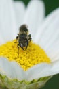 Closeup of a small female large-headed armoured resin bee, Heriades Truncorum in the garden on a yellow white daisy Royalty Free Stock Photo