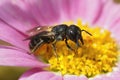 Closeup on a small female Large-headed Armoured-Resin Bee, Heriades truncorum, on a pink Cosmos flower Royalty Free Stock Photo