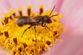 Closeup on a small female Large-headed Armoured-Resin Bee, Heriades truncorum, on a pink Cosmos flower in the garden Royalty Free Stock Photo