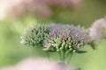 Closeup small flowers. Sedum prominent Sedum spectabile. Ornam Royalty Free Stock Photo