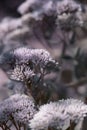 Closeup small flowers. Sedum prominent Sedum spectabile. Ornam Royalty Free Stock Photo