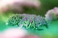 Closeup small flowers. Sedum prominent Sedum spectabile. Ornam Royalty Free Stock Photo