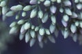 Closeup small flowers. Sedum prominent Sedum spectabile. Orna Royalty Free Stock Photo