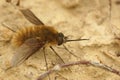 Closeup on a small , fluffy bee fly, Systoechus ctenopterus sitting on the ground Royalty Free Stock Photo
