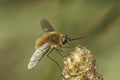 Closeup on a small fluffy Bombylius venosus gray hairy bee fly on a dried flower Royalty Free Stock Photo