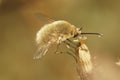 Closeup on a small fluffy Bombylius venosus gray hairy bee fly on a dried flower Royalty Free Stock Photo