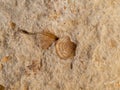 closeup of a small fossilized shell imprint in limestone