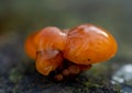 Closeup of a small gelatinous mushroom