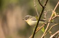 Philadelphia Vireo ( Vireo Philadelphicus) Ontario