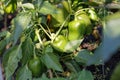 Closeup small green bell peppers growing on a plant outdoors in a garden Royalty Free Stock Photo