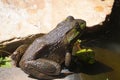A Closeup Of A Frog Next To A Small Pond Royalty Free Stock Photo