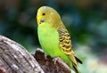 Closeup of a small green budgie sitting on a tree branch