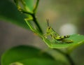 Closeup small green grasshopper on green leaf Royalty Free Stock Photo