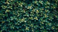 Closeup of small green leaves hedge wall texture background in garden eco evergreen plant Royalty Free Stock Photo