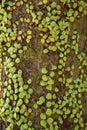 Closeup of small green leaves of ivy climbs on the tree with sunshine