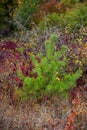 Small green pine tree growing on dry autumn grass in remote countryside woods. Environmental nature conservation and