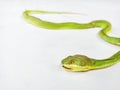Closeup Green pit vipers on white floor Royalty Free Stock Photo