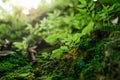 Closeup small green plants growing on the rock with a natural ar