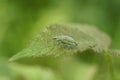 Closeup on a small green striped weevil, Chlorophanus viridis Royalty Free Stock Photo