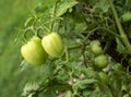 Closeup small green tomatoes hanging on leafy vine in garden Royalty Free Stock Photo