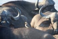 Closeup of a small group of African buffalos in Kruger National Park Royalty Free Stock Photo