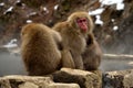 Closeup of a small group of japanese macaques during the winter season