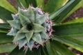 Closeup of small growing pineapple with fresh green leaves Royalty Free Stock Photo