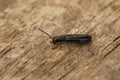 Closeup on a small hairy metallic checkered beetle, Tillus elongatus Royalty Free Stock Photo