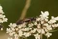 Closeup on a small hairy Tiphhid wasp, Tiphia femorata Royalty Free Stock Photo