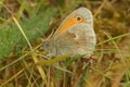 Closeup on the Small Heat Butterfly, Coenonympha pamphilus, sitting in the grass