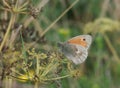 Closeup on a small Heat butterfly, Coenonympha pamphilus, sitting