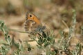 Closeup of the small heath, Coenonympha pamphilus sitting on vegetation on the ground