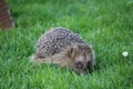Closeup of a small hedgehog, sitting on a vibrant patch of green grass Royalty Free Stock Photo