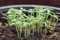 Closeup of small hot pepper saplings in pots.