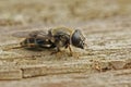 Closeup on the small Houseleek blacklet hoverfly, Cheilosia caerulescens sitting on wood