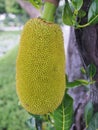Closeup small jackfruit