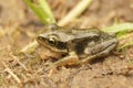 Closeup on a small just metamorphosed Common brown frog froglet, Rana temporaria at the border of a pond